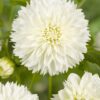 Myama Fubuki – Hvid Fimbriata dahlia