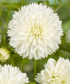 Myama Fubuki – Hvid Fimbriata dahlia 21,95 kr. v/3 stk 19,95 kr. v/10 stk