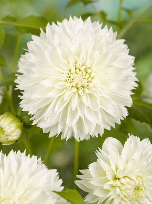 Myama Fubuki – Hvid Fimbriata dahlia