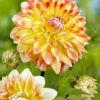 Dahlia “Peaches and Cream”. 24,95 kr. v/3 stk 22,95 kr. v/10 stk