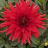 Dahlia – “Red Pigmy” – Rød lav dahlia. 24,95 kr. v/3 stk 22,95 kr. v/10 stk