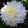 Dinnerplate Dahlia – Snowbound 21,95 kr. v/3 stk 19,95 kr. v/10 stk