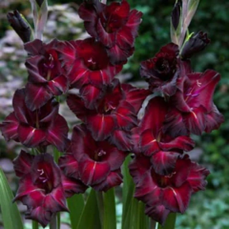 Billige Sommerblomster () Billige Sommerblomster