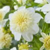 Dahlia “Platinum Blonde” Anemoneblomstrende dahlia. 24,95 kr. v/3 stk 22,95 kr. v/10 stk