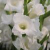 Hvid Gladiolus “Argenta” 2,75 kr. v/25 stk 2,25 kr. v/100 stk