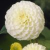 Dahlia – “White Aster” Hvid pompon dahlia. 24,95 kr. v/3 stk 22,95 kr. v/10 stk
