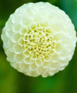 Dahlia – “Snowflake” Pompon dahlia. 24,95 kr. v/3 stk 22,95 kr. v/10 stk