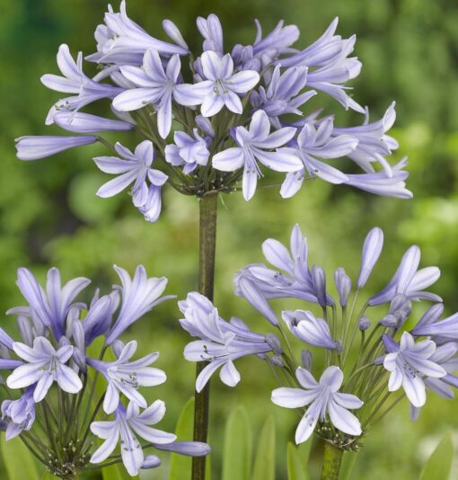 Skærmlilje / Agapanthus Silberpfeil. Rodknolde