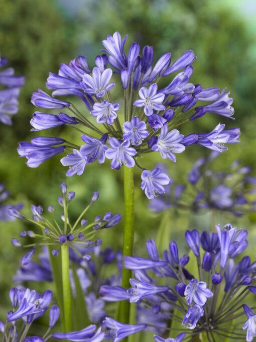 Skærmlilje / Agapanthus “Dr. Brouwer” Skærmlilje rodknolde 14,95 kr. v/3 stk 12,95 kr. v/10 stk.