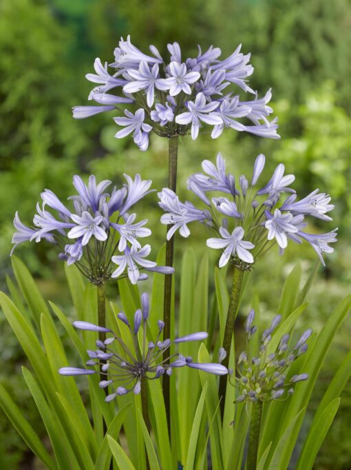 Skærmlilje / Agapanthus Silberpfeil. Rodknolde