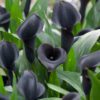 Calla Sort “Odessa” – Calla knolde str. 16/18