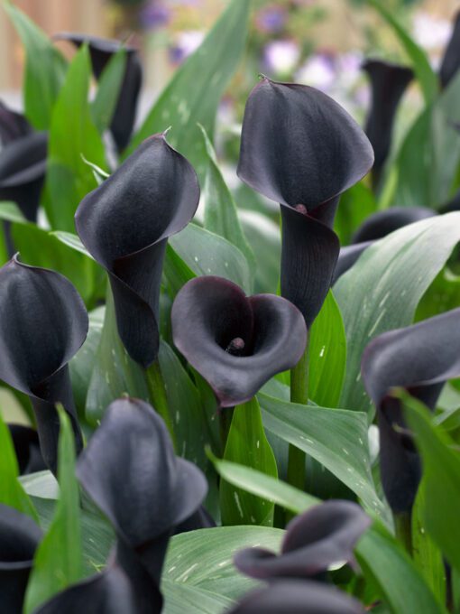 Calla Sort “Odessa” – Calla knolde str. 16/18