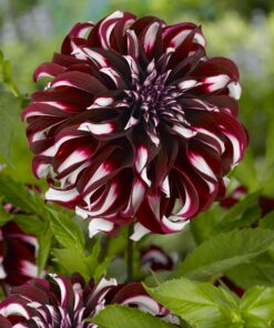 Dahlia – “Tartan” – Stribet dahlia. 24,95 kr. v/3 stk 22,95 kr. v/10 stk