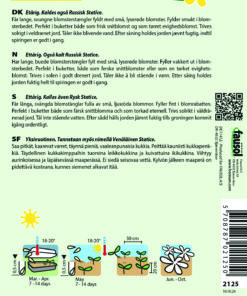Askhindebæger – Smukke svungne blomsterstængler – Blomsterfrø