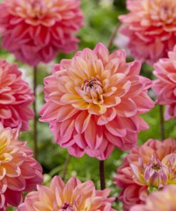 “Stor Udsalgspakke” – Spar mindst 50% på Skønne sommerblomster i mange varianter.