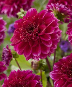 “Stor Udsalgspakke” – Spar mindst 50% på Skønne sommerblomster i mange varianter.