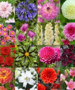 Haven: Blomsterløg, Frø og tilbehør