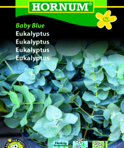 Eukalyptus “Blue baby” – Eucalyptus pulverulenta – Blomsterfrø
