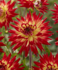 Dahlia “Karma Bon Bini” – Kaktus dahlia 21,95 kr. v/3 stk 19,95 kr. v/10 stk