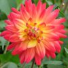 Dahlia “Rainbow Silence” Decorative dahlia. 24,95 kr. v/3 stk 22,95 kr. v/10 stk