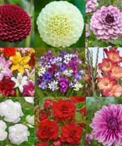 Den lille tilbudspakke – Dejlige sommerblomster i flere varianter.