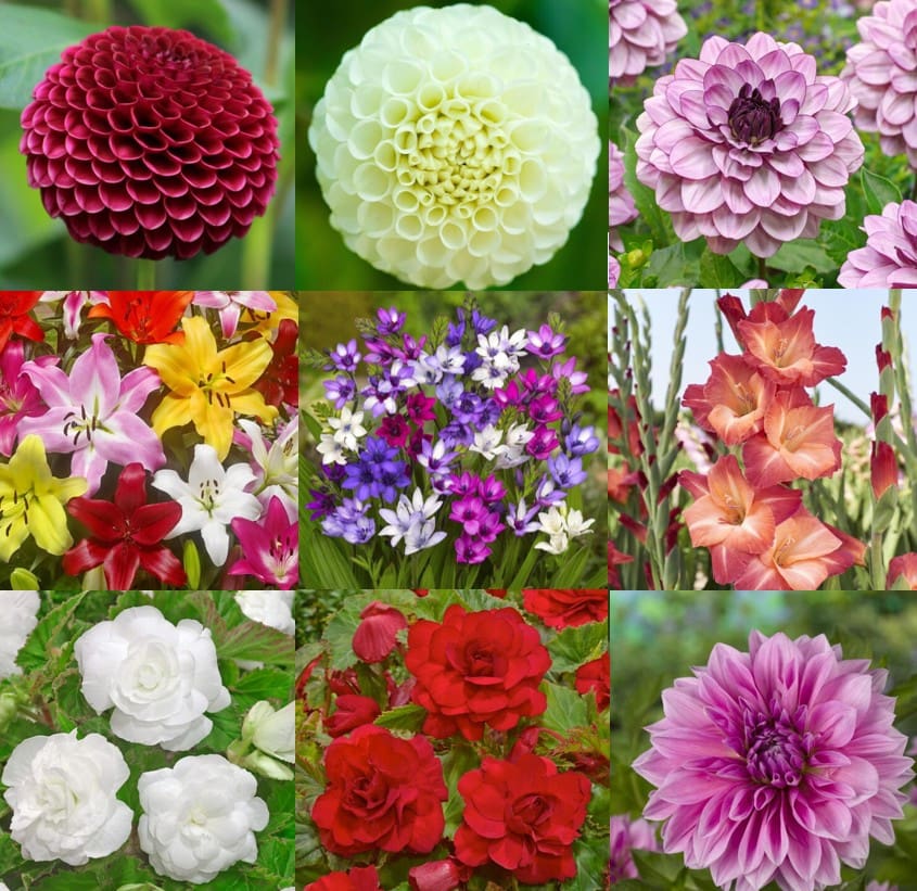 Den lille tilbudspakke - Dejlige sommerblomster i flere varianter.