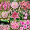 Tilbudspakke “Vild med lyserød” – skønne sommerblomster i mange varianter.