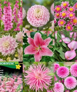 Tilbudspakke “Vild med lyserød” – skønne sommerblomster i mange varianter.