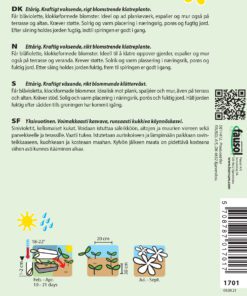 Klokkeranke Viola – kraftig voksende klatreplante- Blomsterfrø