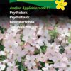 Prydtobak “Avalon Appleblossom” – sart lyserød sommerblomst – Blomsterfrø