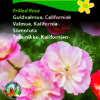 Guldvalmuefrø “Frilled Rose” – Valmue i sarte rosa nuancer – minder om en rose – Blomsterfrø