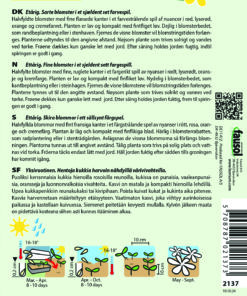 Guldvalmuefrø “Thai Silk Mix” – Valmuer i et sjældent mix af farver – Blomsterfrø