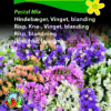 Hindebæger / Statice – Vinget Pastel Mix – Blomsterfrø