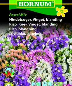 Hindebæger / Statice – Vinget Pastel Mix – Blomsterfrø