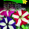 Petunia “Stars of the Snow” stribede blomster – blomsterfrø