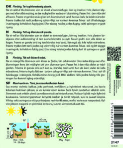 Pragtstjerne – elskes af sommerfugle, bier – Små lilla blomster – Blomsterfrø