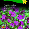 Pragtstjerne – elskes af sommerfugle, bier – Små lilla blomster – Blomsterfrø