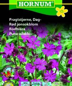 Pragtstjerne – elskes af sommerfugle, bier – Små lilla blomster – Blomsterfrø
