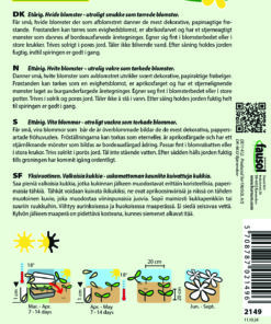 Skabiose “Paper Moon” Evighedsblomst egnet – Hvide blomster – Blomsterfrø