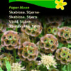 Skabiose “Paper Moon” Evighedsblomst egnet – Hvide blomster – Blomsterfrø