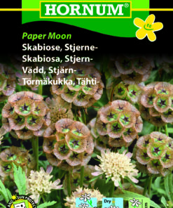 Skabiose “Paper Moon” Evighedsblomst egnet – Hvide blomster – Blomsterfrø