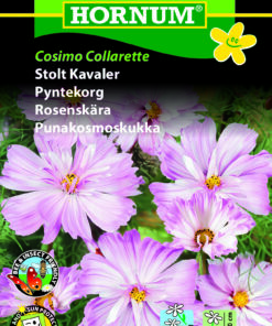 Stolt Kavaler “Cosimo Collarette” yndefulde blomster – Blomsterfrø