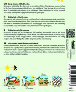 Stolt Kavaler “Double Click Rose Bonbon” – Fyldte blomsterhoveder – Blomsterfrø