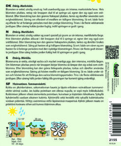 Valmuefrø “Laurens Grape” – Intens mørkviolet – let og elegant – Blomsterfrø