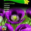 Valmuefrø “Laurens Grape” – Intens mørkviolet – let og elegant – Blomsterfrø