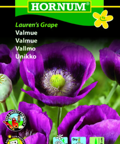 Valmuefrø “Laurens Grape” – Intens mørkviolet – let og elegant – Blomsterfrø