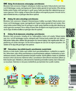 Petunia “Blackberry” Velouragtige sorte blomster – blomsterfrø