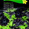 Petunia “Blackberry” Velouragtige sorte blomster – blomsterfrø