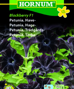 Petunia “Blackberry” Velouragtige sorte blomster – blomsterfrø