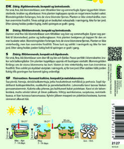 Blåkvast “Blue Mink” – Smuk Blå Blåkvast – Blomsterfrø